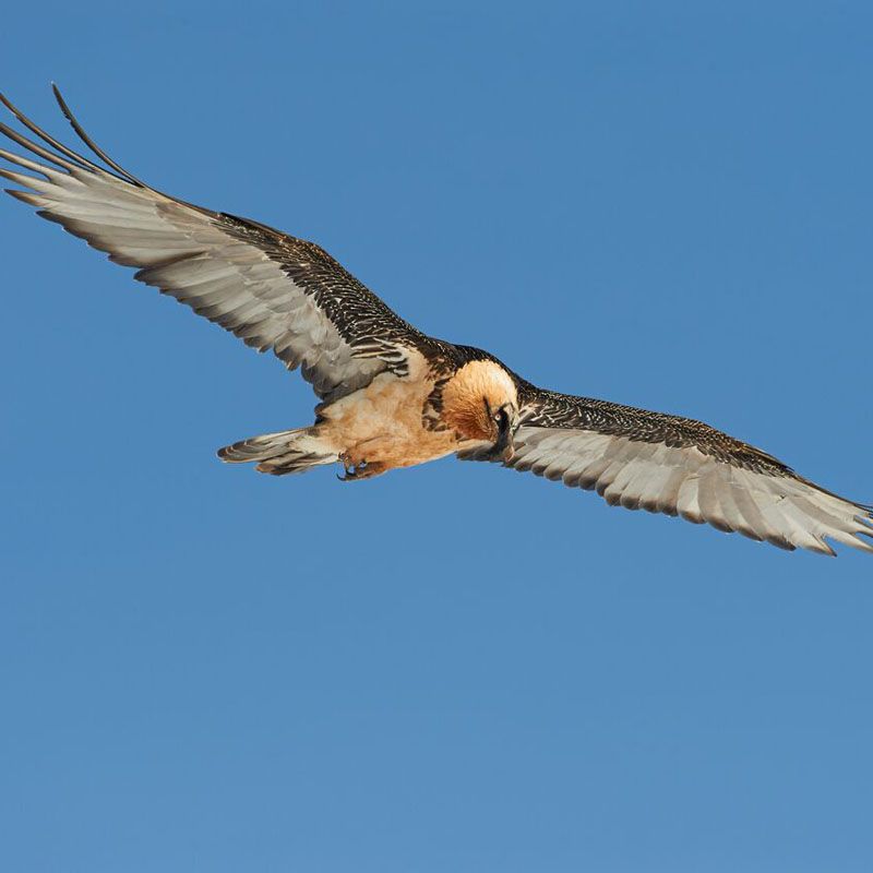 Watch Bearded Vultures